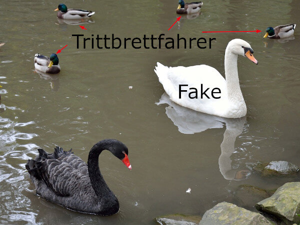 Schwarzer Schwan